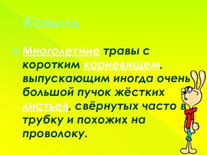 Ковыль Многолетние травы с коротким корневищем, выпускающим иногда очень большой