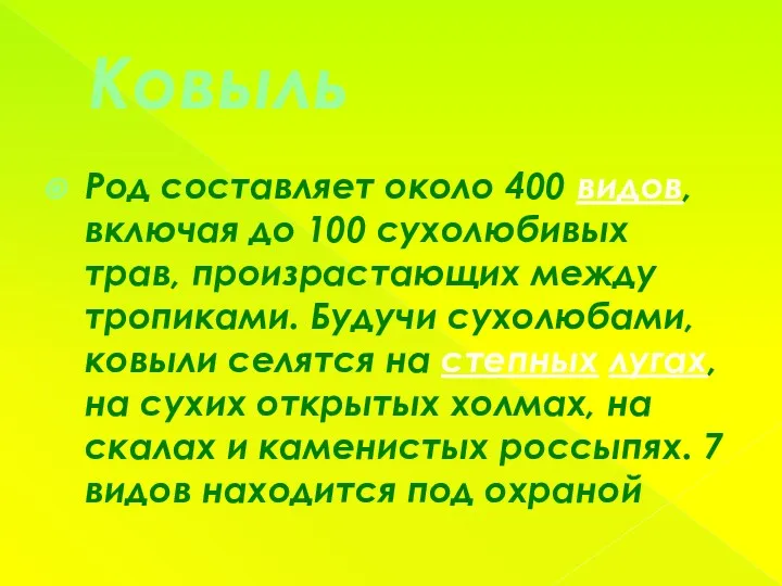 Ковыль Род составляет около 400 видов, включая до 100 сухолюбивых