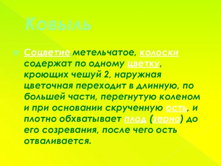 Ковыль Соцветие метельчатое, колоски содержат по одному цветку, кроющих чешуй