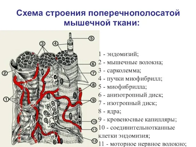 Схема строения поперечнополосатой мышечной ткани: 1 - эндомизий; 2 -