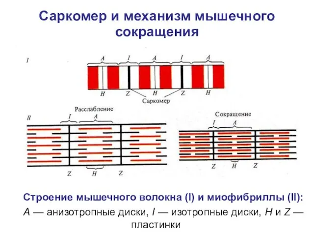 Строение мышечного волокна (I) и миофибриллы (II): А — анизотропные