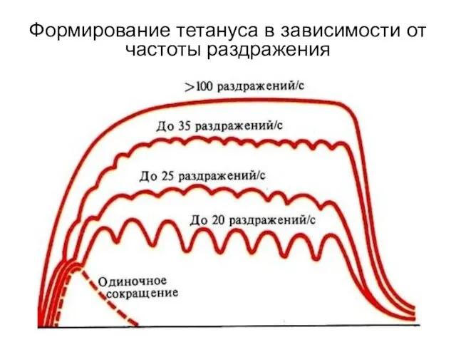 Формирование тетануса в зависимости от частоты раздражения