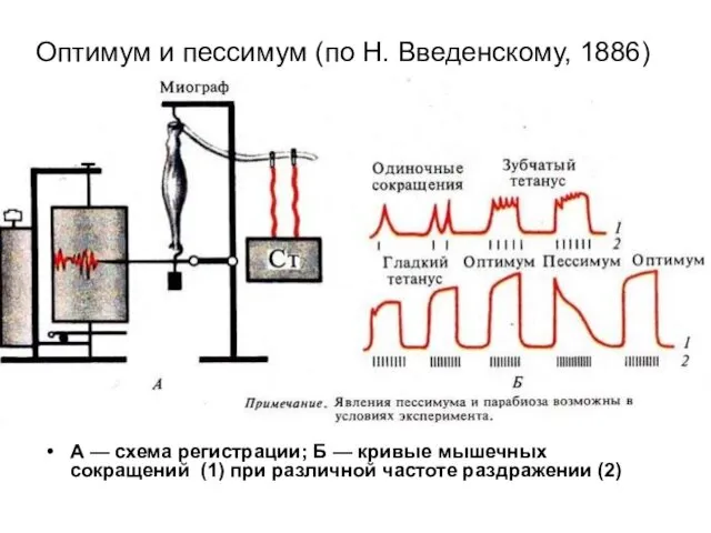 Оптимум и пессимум (по Н. Введенскому, 1886) А — схема