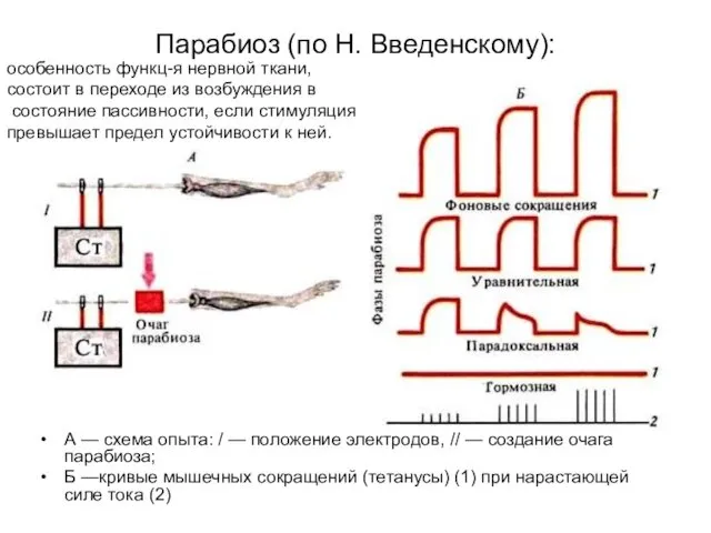 Парабиоз (по Н. Введенскому): А — схема опыта: / —