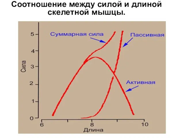 Соотношение между силой и длиной скелетной мышцы.