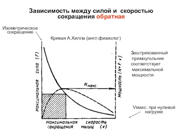 Зависимость между силой и скоростью сокращения обратная Заштрихованный прямоугольник соответствует