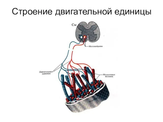 Строение двигательной единицы