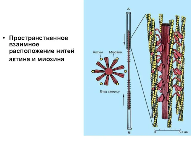 Пространственное взаимное расположение нитей актина и миозина