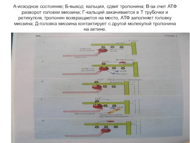 А-исходное состояние; Б-выход кальция, сдвиг тропонина; В-за счет АТФ разворот