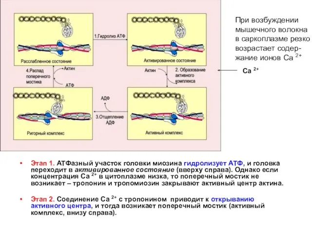 Этап 1. АТФазный участок головки миозина гидролизует АТФ, и головка
