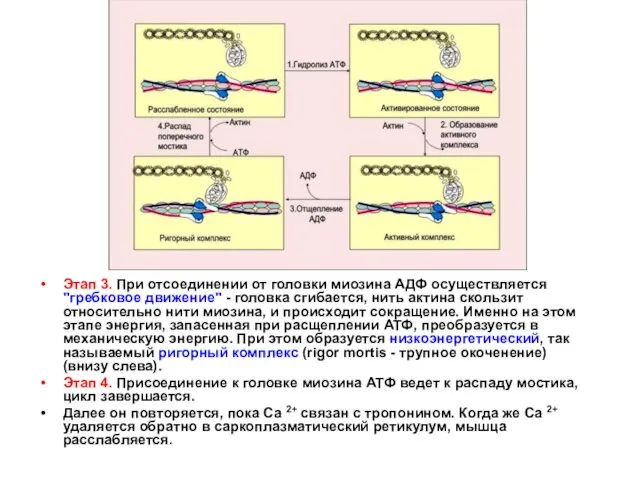 Этап 3. При отсоединении от головки миозина АДФ осуществляется "гребковое