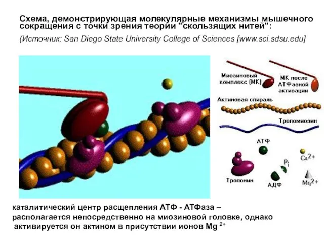 Схема, демонстрирующая молекулярные механизмы мышечного сокращения с точки зрения теории