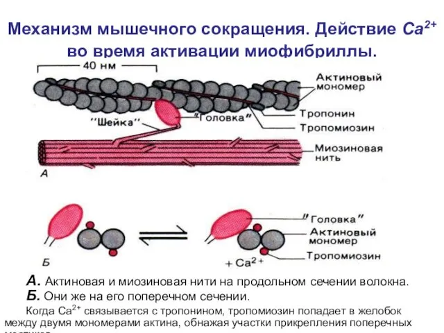 А. Актиновая и миозиновая нити на продольном сечении волокна. Б.