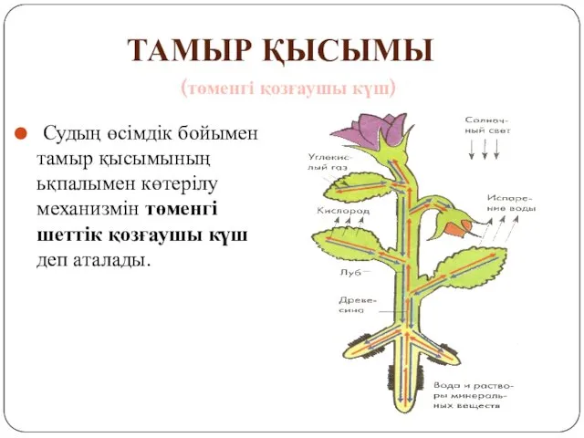 Судың өciмдiк бойымен тамыр қысымының ьқпалымен көтерiлу механизмiн төменгi шеттiк