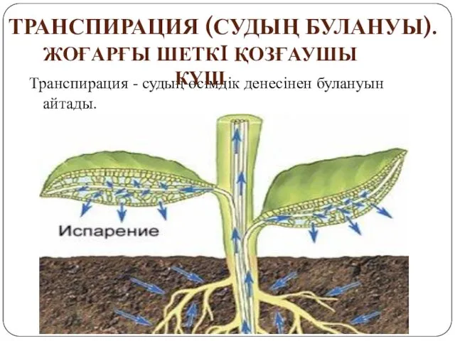 Транспирация - судың өciмдiк дeнeciнeн булануын айтады. ТРАНСПИРАЦИЯ (СУДЫҢ БУЛАНУЫ). ЖОҒАРҒЫ ШЕТКI ҚОЗҒАУШЫ КҮШ