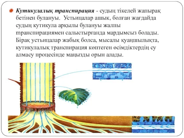 Куmикулалық транспирация - судың тiкелей жапырақ бетiнен булануы. Устьицалар ашык,