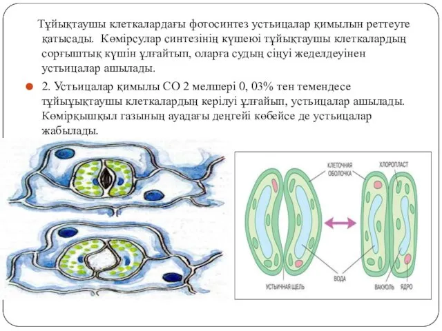 Тұйықтаушы клеткалардағы фотосинтез устьицалар қимылын реттеуге қатысады. Көмiрсулар синтезiнің күшеюi