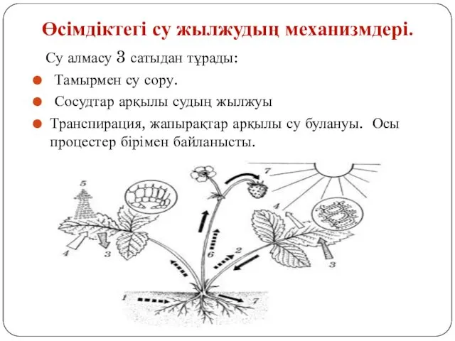 Су алмасу 3 сатыдан тұрады: Тамырмен су сору. Сосудтар арқылы