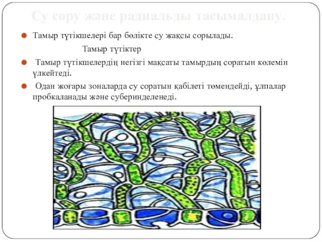 Тамыр түтікшелері бар бөлікте су жақсы сорылады. Тамыр түтіктер Тамыр