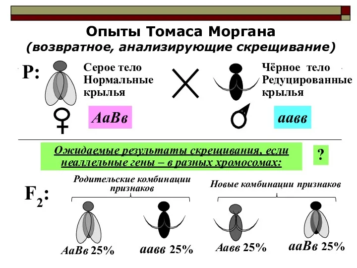 Опыты Томаса Моргана (возвратное, анализирующие скрещивание) F2: Ожидаемые результаты скрещивания,