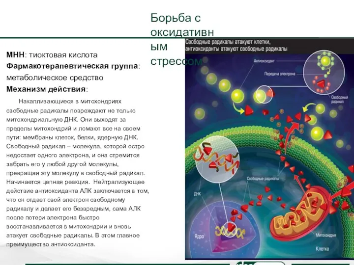 Борьба с оксидативным стрессом МНН: тиоктовая кислота Фармакотерапевтическая группа: метаболическое