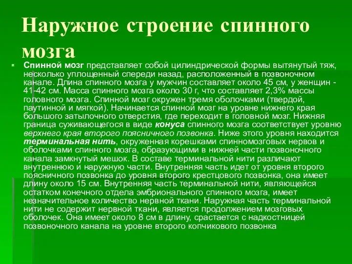 Наружное строение спинного мозга Спинной мозг представляет собой цилиндрической формы