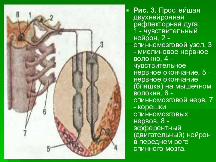 Рис. 3. Простейшая двухнейронная рефлекторная дуга. 1 - чувствительный нейрон,