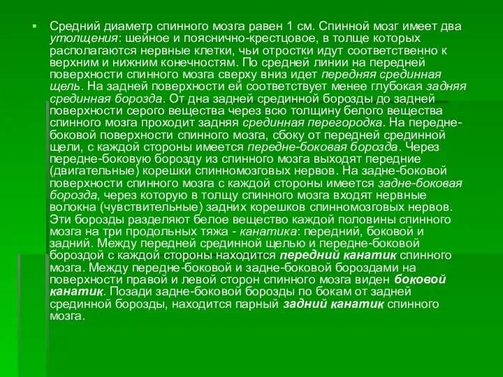 Средний диаметр спинного мозга равен 1 см. Спинной мозг имеет