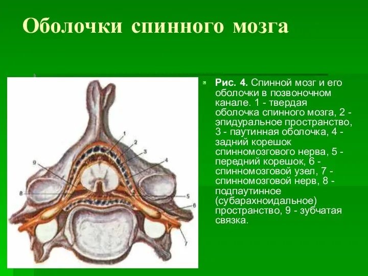 Оболочки спинного мозга Рис. 4. Спинной мозг и его оболочки