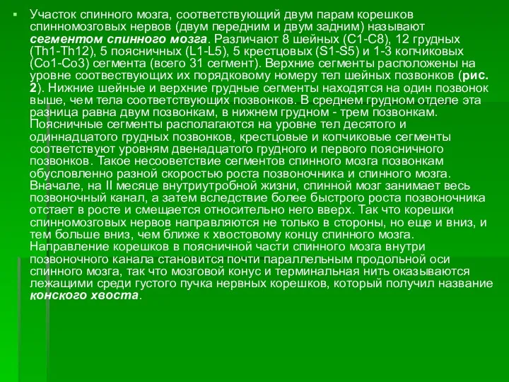 Участок спинного мозга, соответствующий двум парам корешков спинномозговых нервов (двум