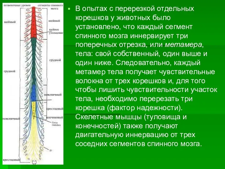 В опытах с перерезкой отдельных корешков у животных было установлено,