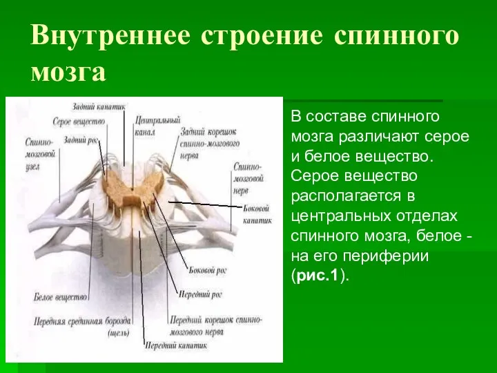 Внутреннее строение спинного мозга В составе спинного мозга различают серое