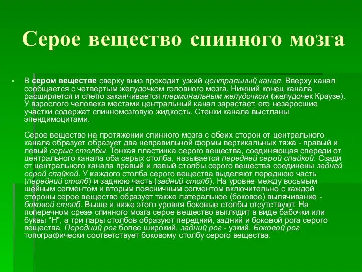 Серое вещество спинного мозга В сером веществе сверху вниз проходит