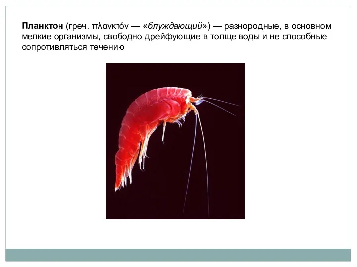 Планктон (греч. πλανκτόν — «блуждающий») — разнородные, в основном мелкие