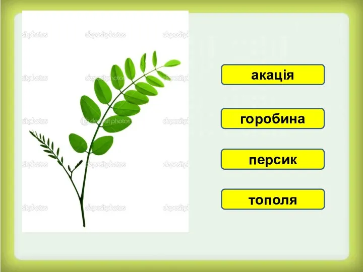 акація тополя персик горобина