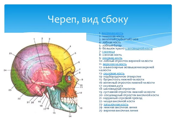 1- височная кость 2- теменная кость 3- венечный (зубчатый) шов