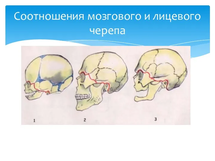 Соотношения мозгового и лицевого черепа