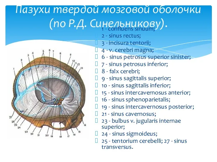 1 - confluens sinuum; 2 - sinus rectus; 3 -