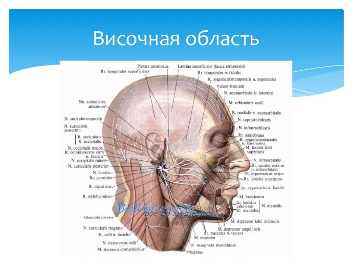 Височная область