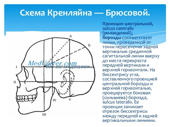 Проекция центральной, sulcus centralis (роландовой), борозды соответствует линии, проведенной от