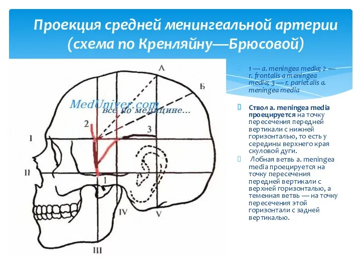 1 — a. meningea media; 2 — r. frontalis a