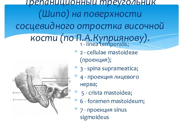 1 - linea temporalis; 2 - cellulae mastoideae (проекция); 3