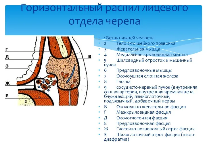 Горизонтальный распил лицевого отдела черепа 1 Ветвь нижней челюсти 2