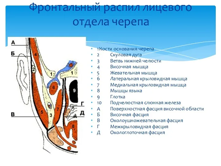 Фронтальный распил лицевого отдела черепа 1 Кости основания черепа 2