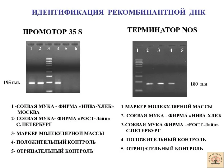 ИДЕНТИФИКАЦИЯ РЕКОМБИНАНТНОЙ ДНК ПРОМОТОР 35 S ТЕРМИНАТОР NOS 1 2