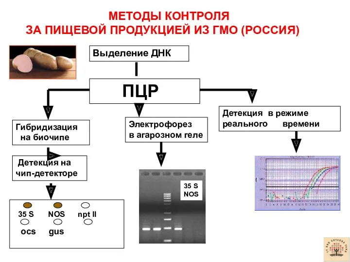 Выделение ДНК ПЦР Гибридизация на биочипе Детекция на чип-детекторе Электрофорез