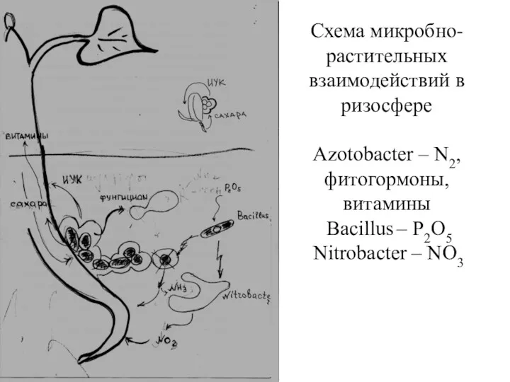 Схема микробно-растительных взаимодействий в ризосфере Azotobacter – N2, фитогормоны, витамины Bacillus – P2O5 Nitrobacter – NO3