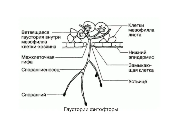 Гаустории фитофторы