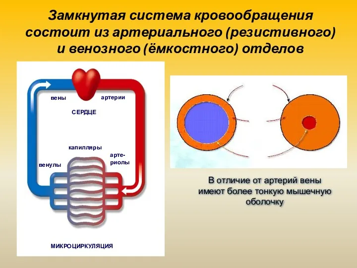 Замкнутая система кровообращения состоит из артериального (резистивного) и венозного (ёмкостного)