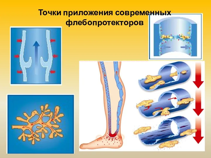 Точки приложения современных флебопротекторов